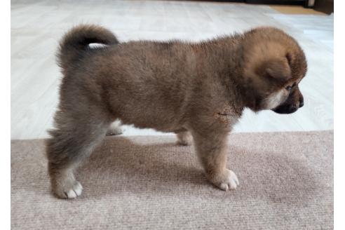 販売中の秋田県の柴犬-396400の2枚目
